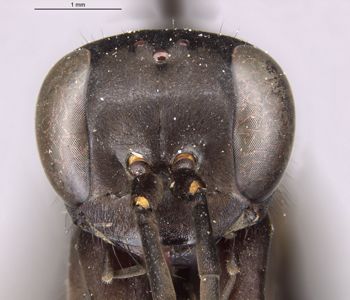 Media type: image;   Entomology 13685 Aspect: head frontal view